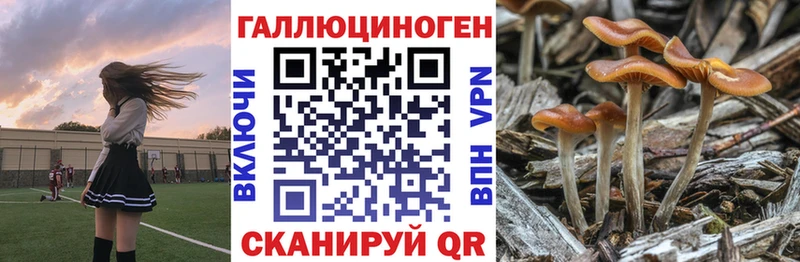 blacksprut Москва Псилоцибиновые грибы Cubensis купить наркотики сайты